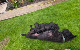 Patterdale Terrier dogs for sale: Patterdale terrier pups - Image 6