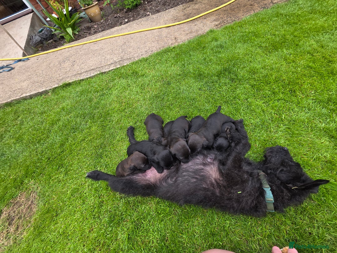 Patterdale Terrier dogs for sale: Patterdale terrier pups - Image 6
