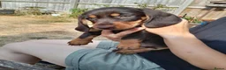 Miniature Dachshund dogs for sale: Miniature wire haired dachshunds - Advert 4