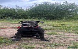 Cane Corso dogs for sale: cane corso 9 month old  - Image 3