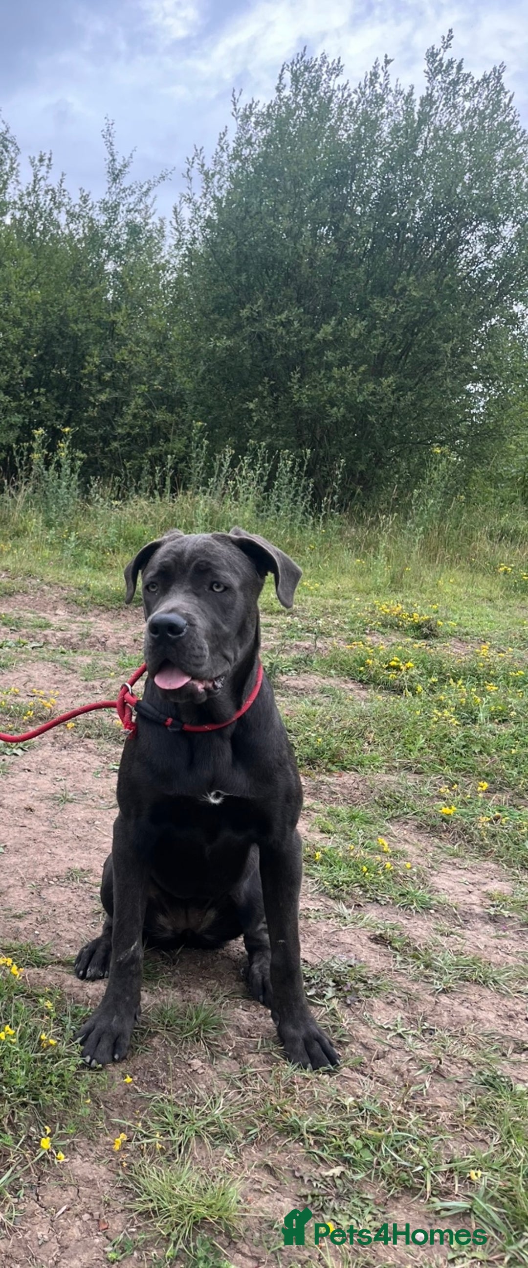 Cane Corso dogs for sale: cane corso 9 month old  - Image 3