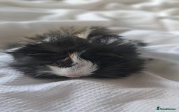 Guinea Pig rodents for sale: Baby bonded guinea pigs - Image 4