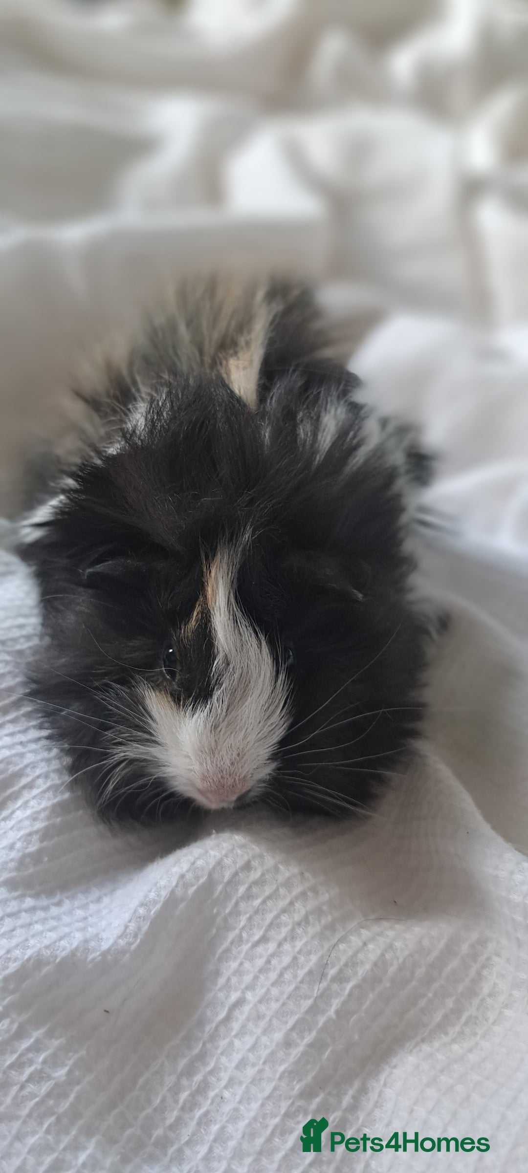 Guinea Pig rodents for sale: Baby bonded guinea pigs - Image 4
