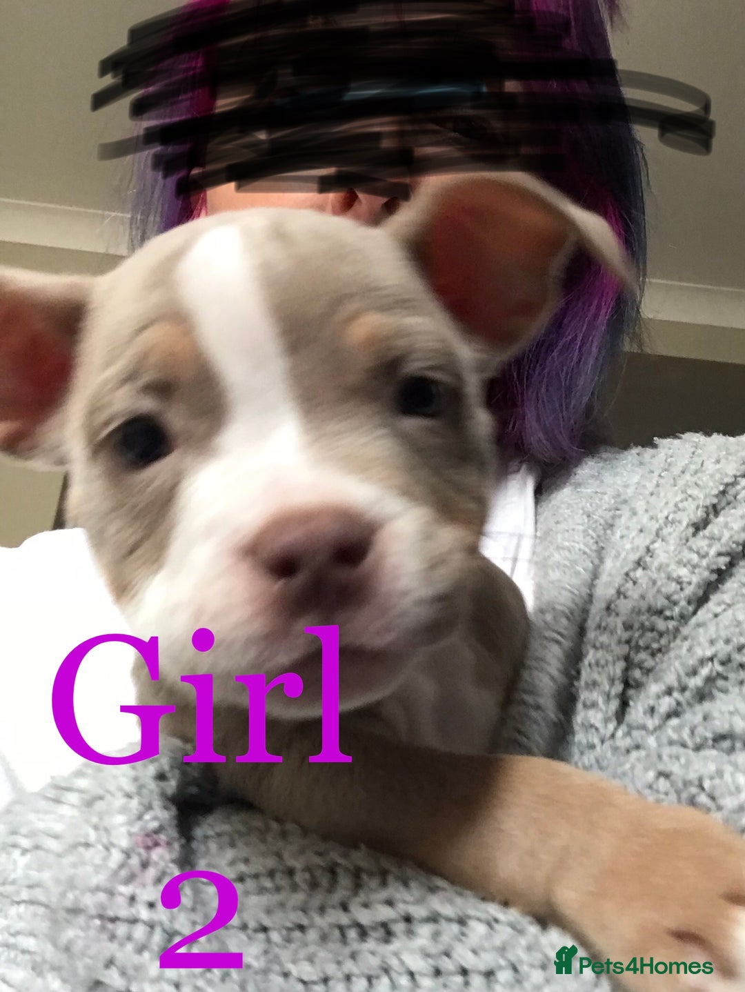 American Bully dogs for sale: Beautiful Micro bully pups - Image 5
