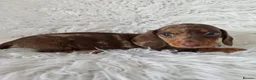 Miniature Dachshund dogs for sale: KC PRA CLEAR DAPPLE BOYS - Advert 4