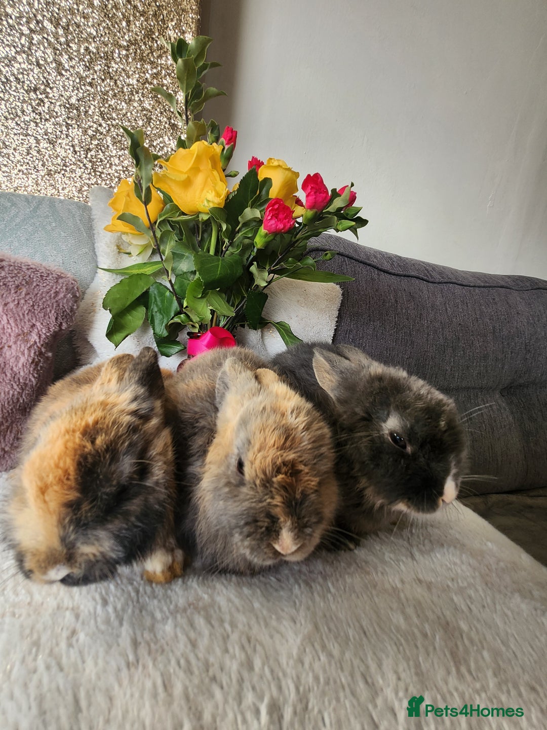 Lionhead rabbits for sale: Cute baby bunnies. Lionheads need a loving home.  - Advert 1
