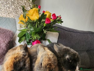 Lionhead rabbits Cute baby bunnies. Lionheads need a loving home. - Advert 1