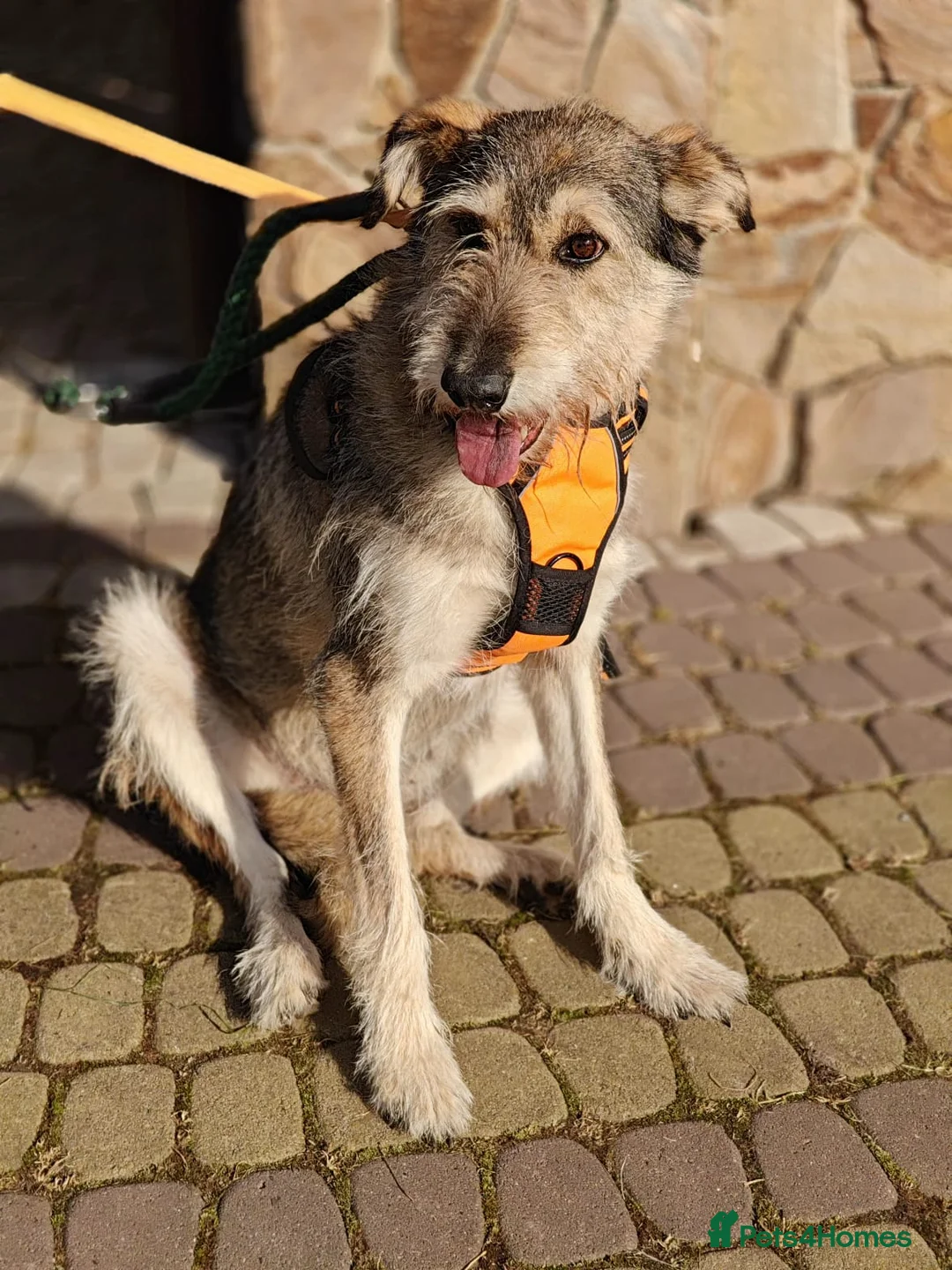 Mixed Breed dogs for adoption: ❤️OXY❤️Large• Scruffy •Gentle • Playful • Loving - Advert 5