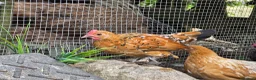 Chickens poultry for sale: Chicks looking for new homes  - Advert 10