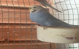 Budgerigars birds for sale: Aviary budgies - Image 4