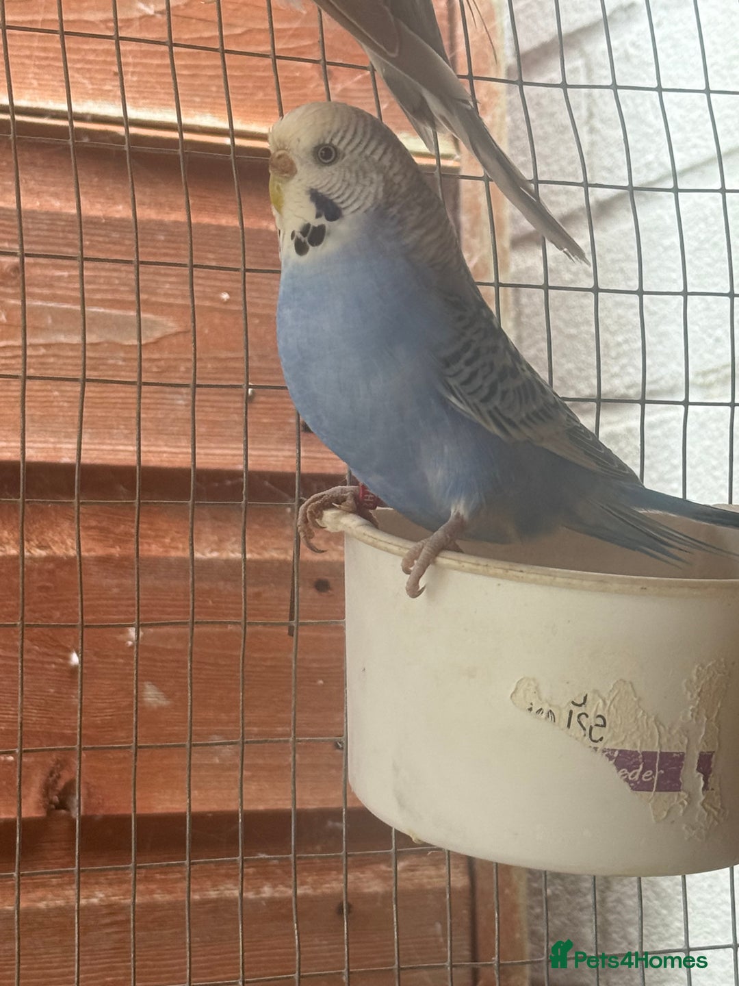 Budgerigars birds for sale: Aviary budgies - Image 4