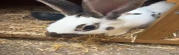 Mixed Breed rabbits for sale: Rex and English spots  - Advert 3
