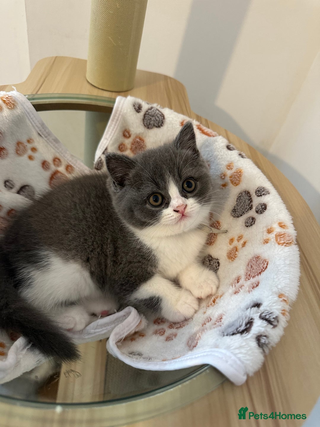 British Shorthair cats for sale: 4 Bicolour British Shorthair boys looking new home - Image 7
