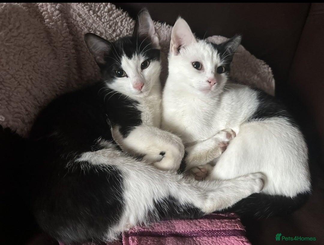 British Shorthair cats for sale: Adorable Black and White Kittens (mixed breed) - Image 8