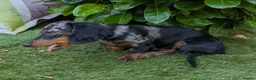 Miniature Dachshund dogs for sale: Dachchund puppy boy in Wellingborough - Advert 12