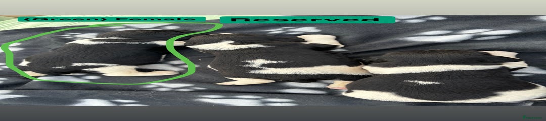 English Springer Spaniel Puppy 5 (Green) 