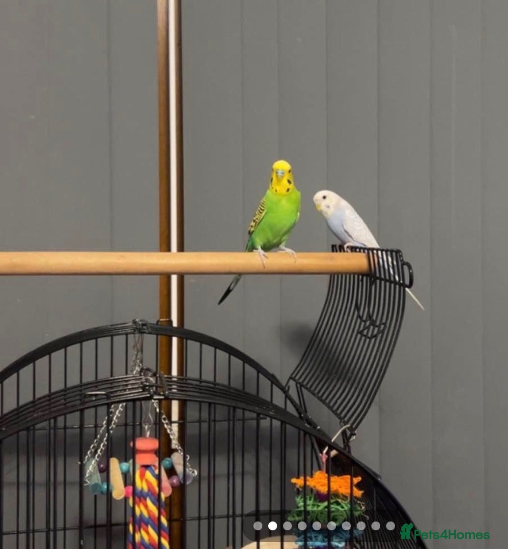 Budgerigars birds Two male budgies with cage and accessories - Advert 2