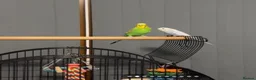 Budgerigars birds for sale: Two male budgies with cage and accessories - Advert 1