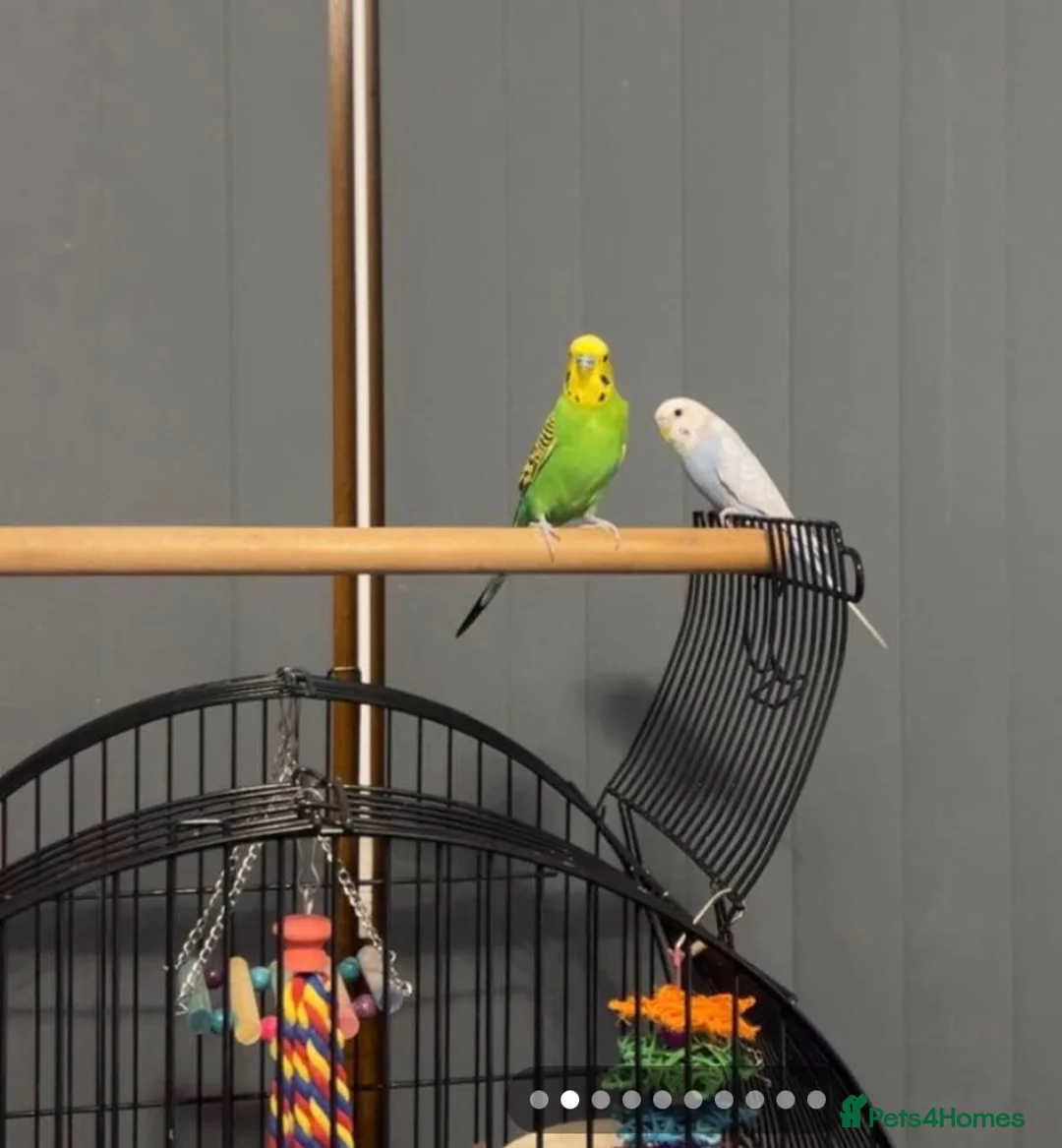Budgerigars birds for sale: Two male budgies with cage and accessories - Advert 1