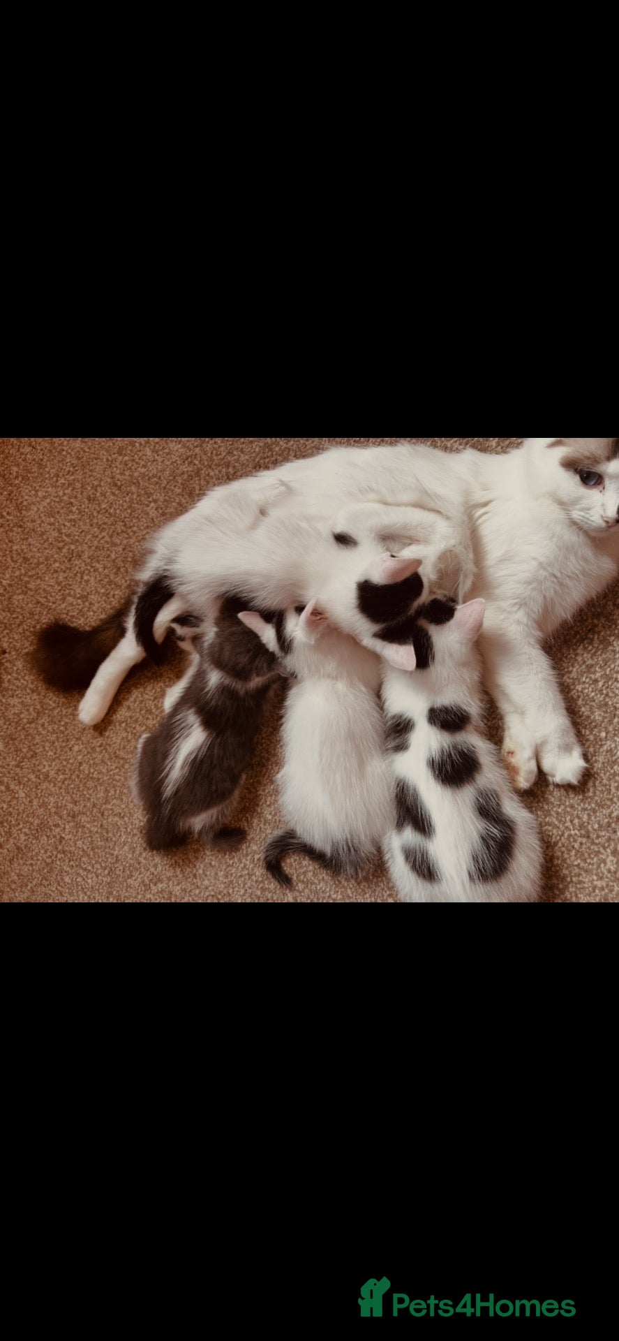Ragdoll cats Half ragdoll kittens mother is a purebred ragdoll - Advert 4