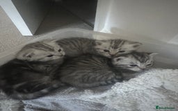 Persian cats for sale: Persian chinchillas kittens - Image 5
