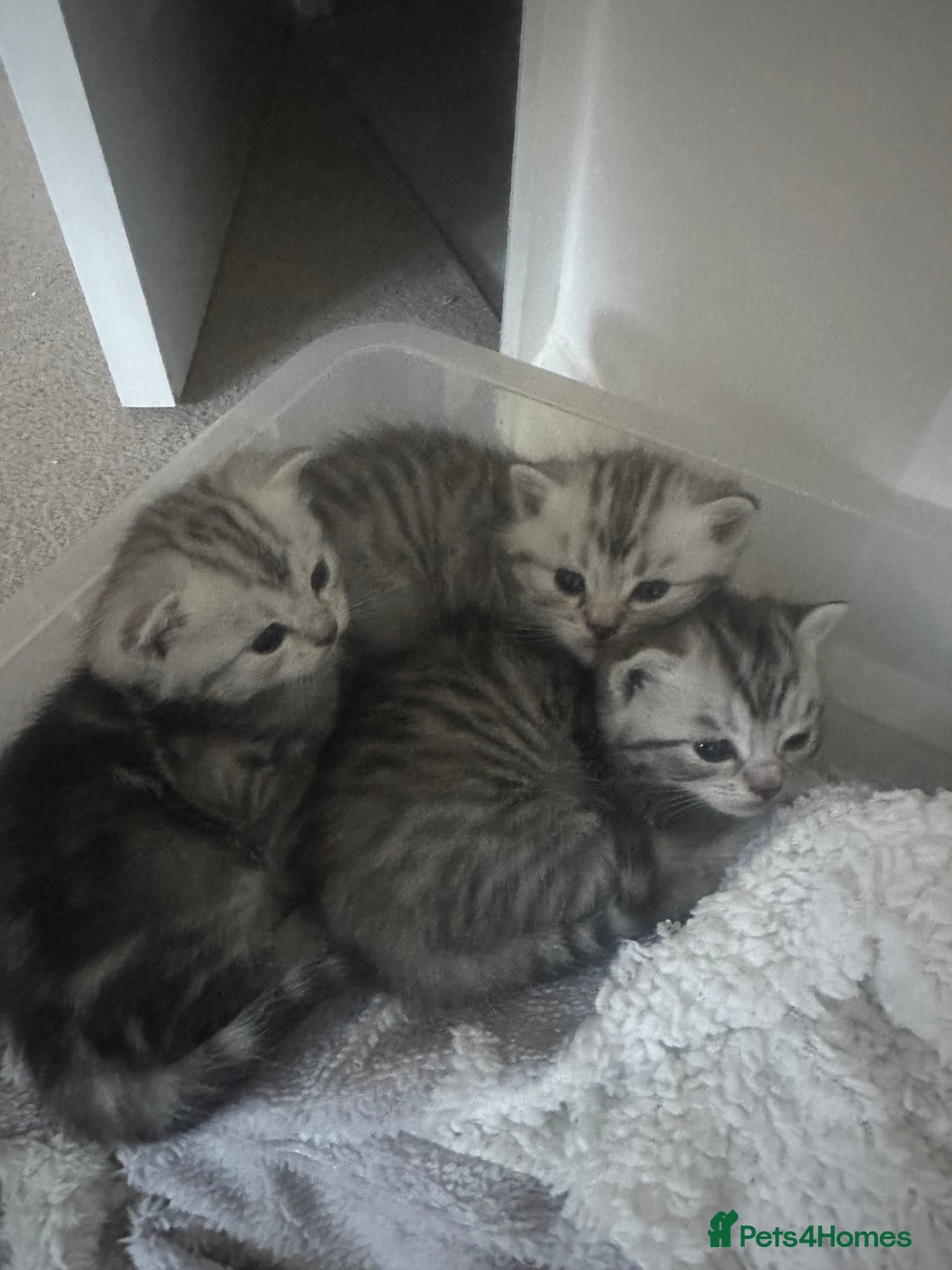 Persian cats for sale: Persian chinchillas kittens - Image 5