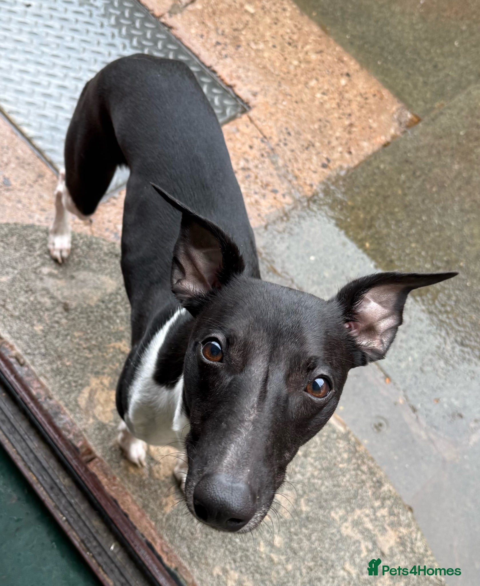 Whippet dogs 1 year old Male Whippet - Advert 5