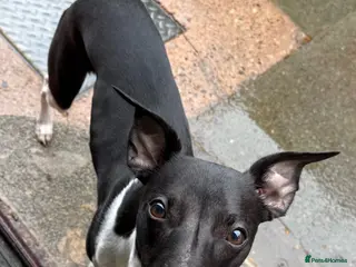 Whippet dogs 1 year old Male Whippet - Advert 5