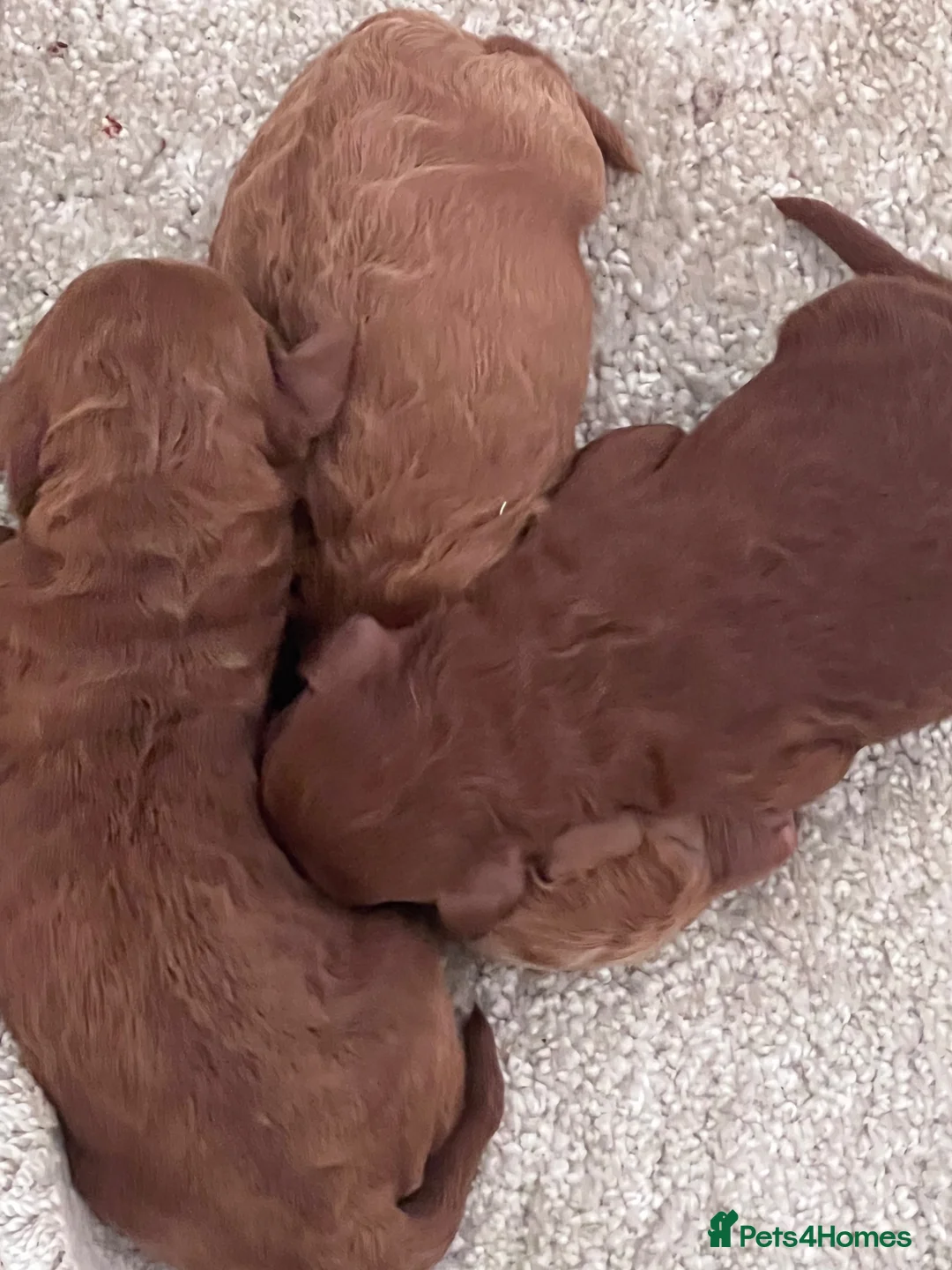 Cockapoo dogs for sale: Beautiful litter of cockapoo  - Advert 13