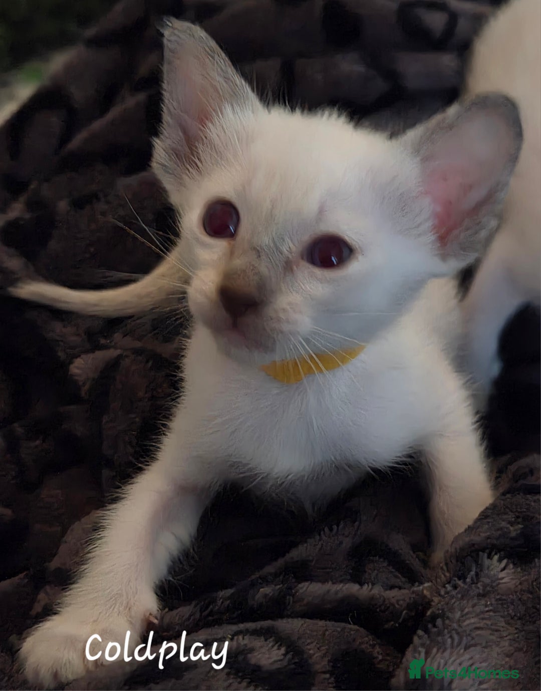 Siamese cats for sale: 8 super soft purebred GCCF reg Siamese - Image 27