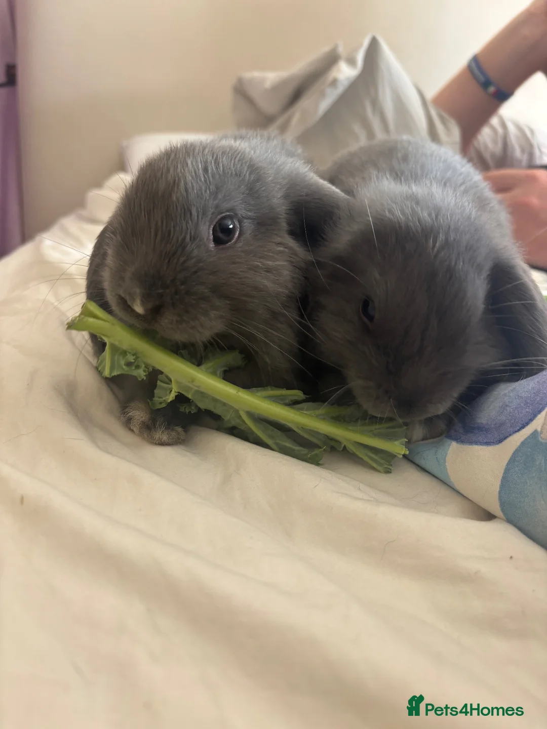 Mini Lop rabbits for sale: Mini Lop Bunnies  in Guildford - Advert 2
