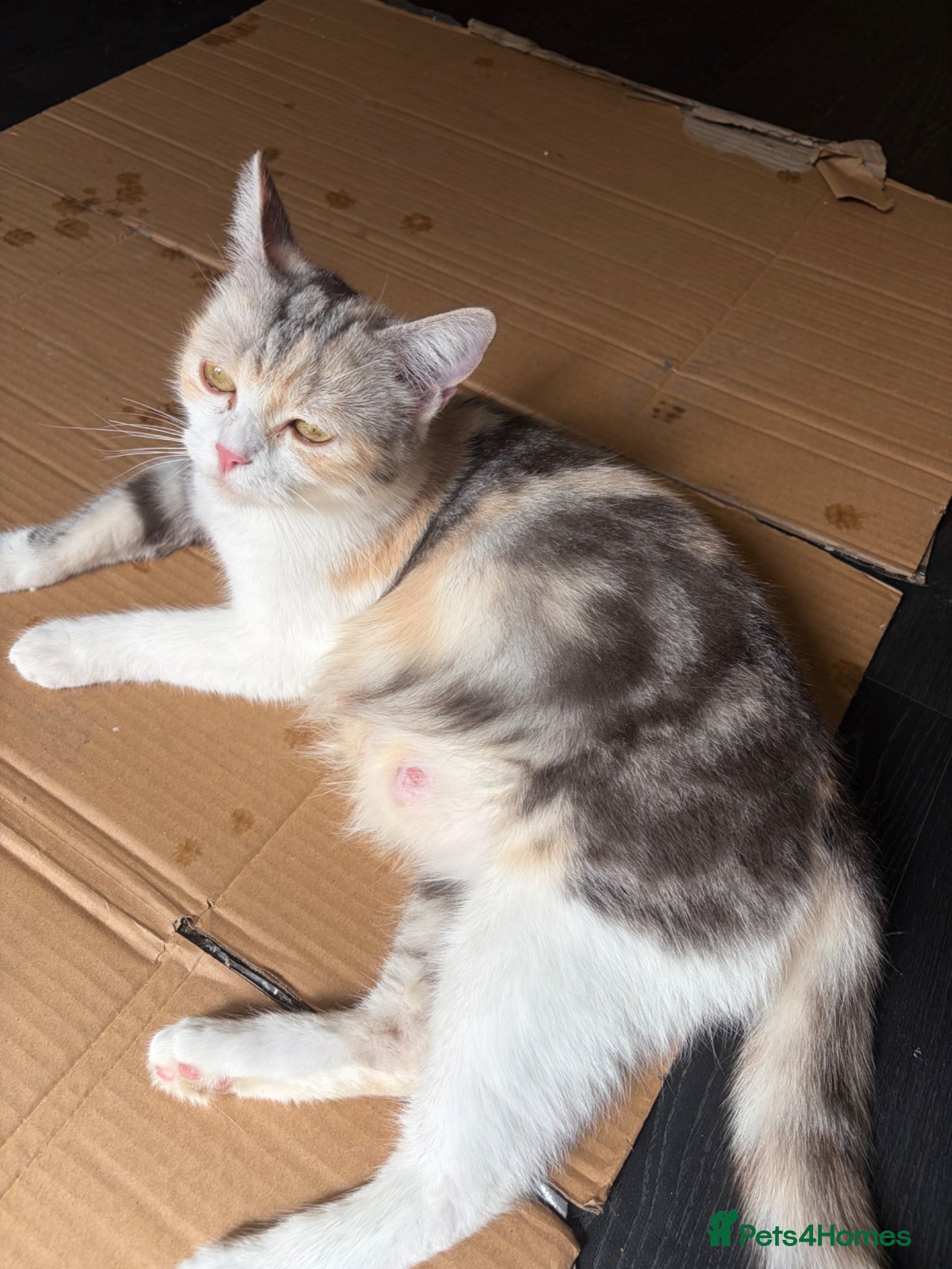 Mixed Breed cats for sale: Ginger grey white female kitten   in Bradford - Advert 2