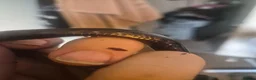 Milk Snake reptiles for sale: Mexican black kingsnake - Advert 4