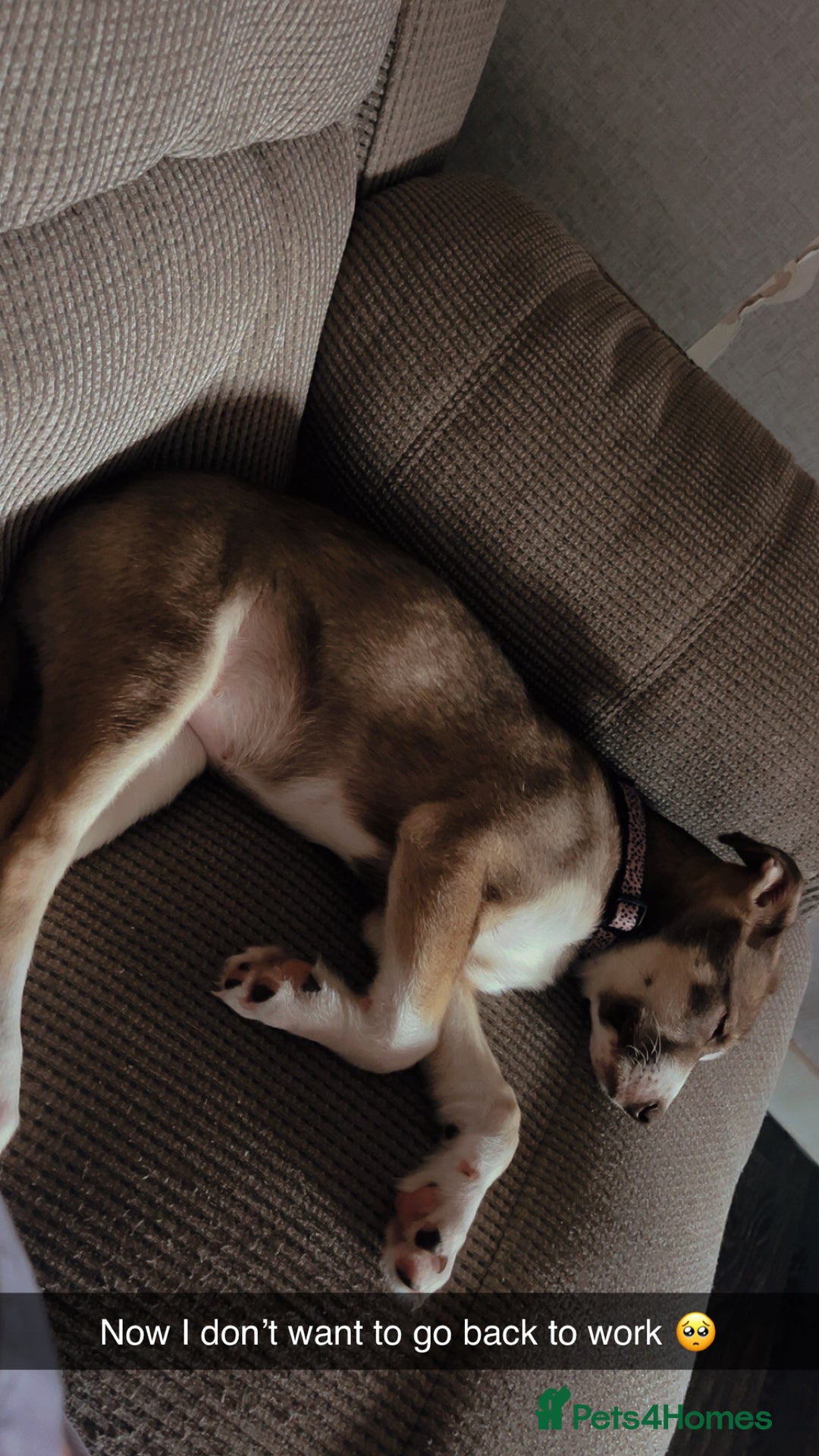 Mixed Breed dogs for sale: Husky cross (named Toffie) - Advert 9