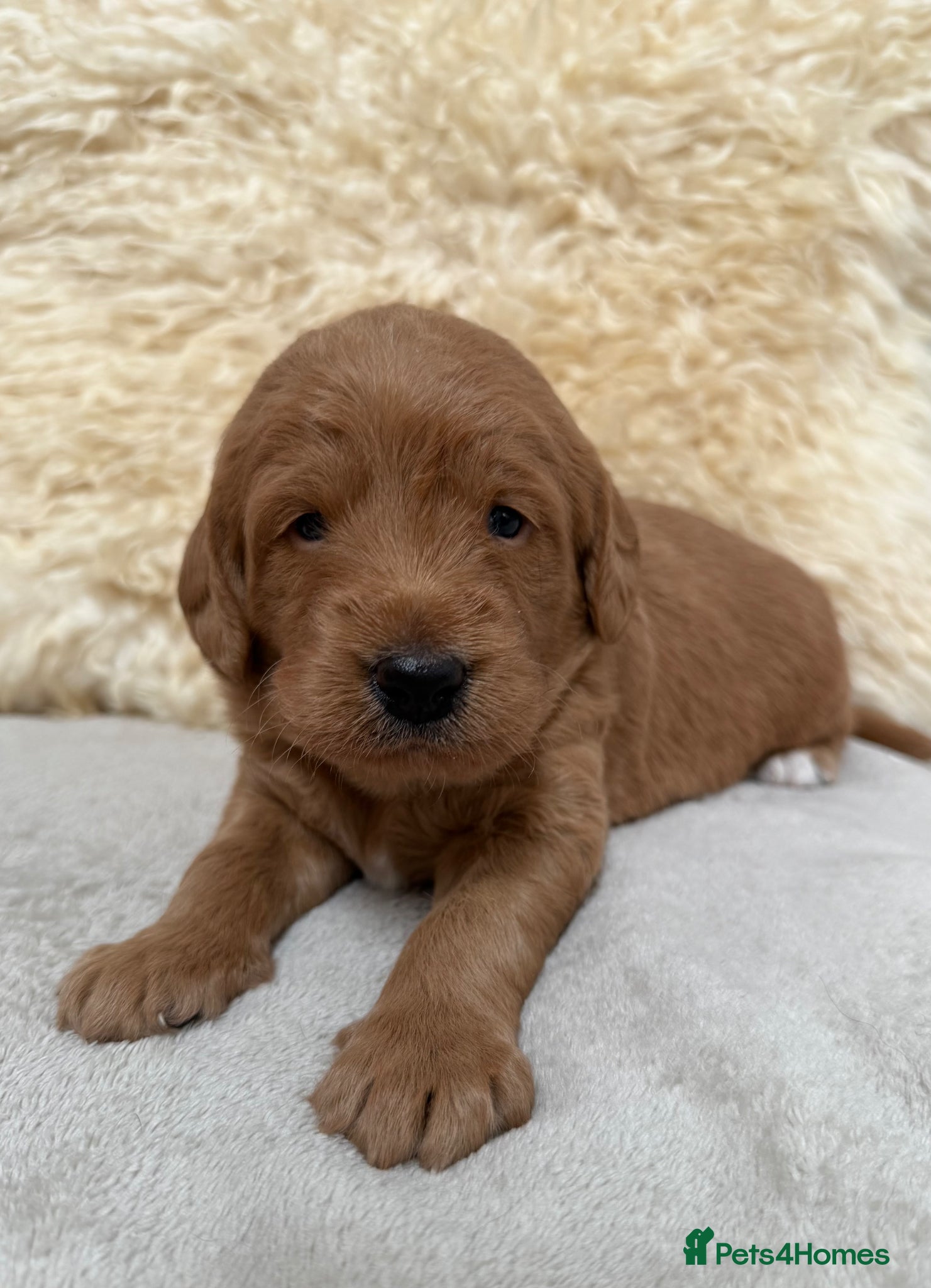 Labradoodle dogs for sale: Fabulous F1 labradoodles  - Advert 9