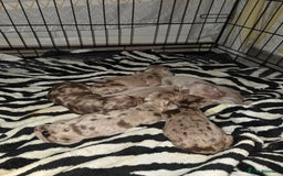 Miniature Dachshund dogs for sale: Ready to go 3/12/25 - stunning coloured Dachsunds - Image 16