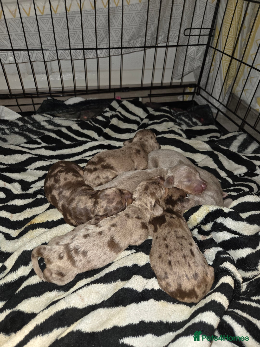 Miniature Dachshund dogs for sale: Ready to go 3/12/25 - stunning coloured Dachsunds - Image 16