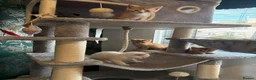 Siamese cats for sale: 4 beautiful kittens  - Advert 9