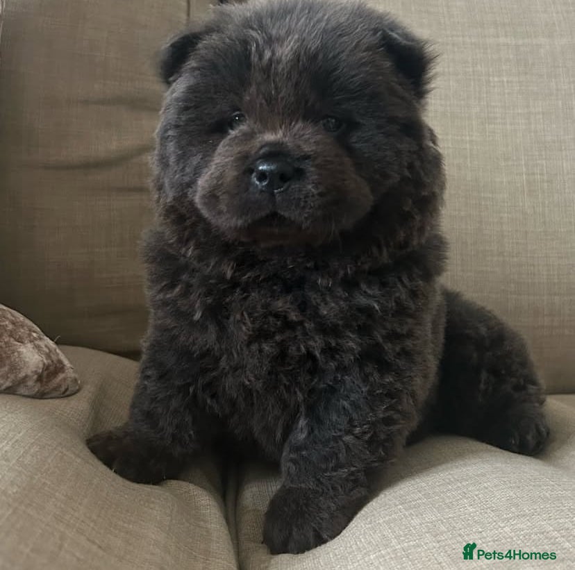 Chow Chow dogs Chow chow puppies ready to go 20th jan - Advert 5