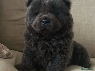 Chow Chow dogs Chow chow puppies ready to go 20th jan - Advert 5