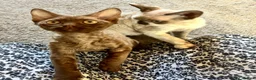 Devon Rex cats for sale: Beautiful, playful Devon rex kittens, ready now - Advert 3