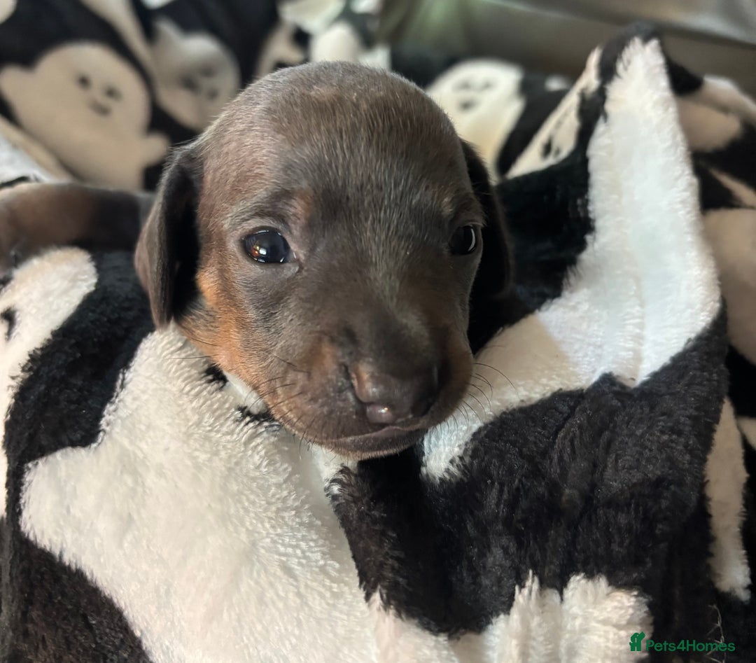 Miniature Dachshund dogs for sale: Stunning miniature dachshunds - Image 8