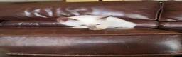 Siamese cats for sale: Siamese and Ragdoll cross kittens (Ragamese) - Advert 7