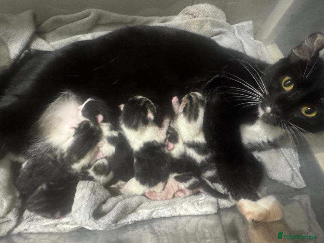 Domestic Shorthair cats for sale: 6 beautiful kittens  - Image 7