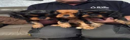 Cavalier King Charles Spaniel dogs for sale: 3 cavalier king Charles puppies - Advert 3