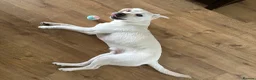 Labrador Retriever dogs for sale: Amazing Labrador  - Advert 3