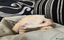 Mixed Breed dogs for sale: Puppy chugs 4 boys  - Image 13