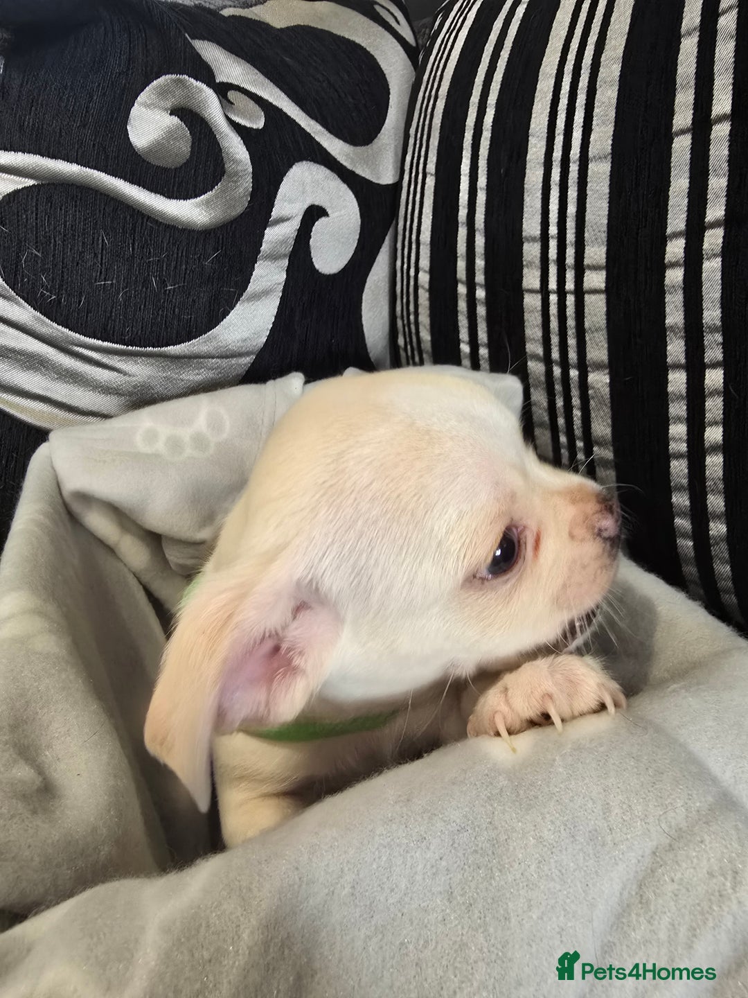 Mixed Breed dogs for sale: Puppy chugs 4 boys  - Image 13