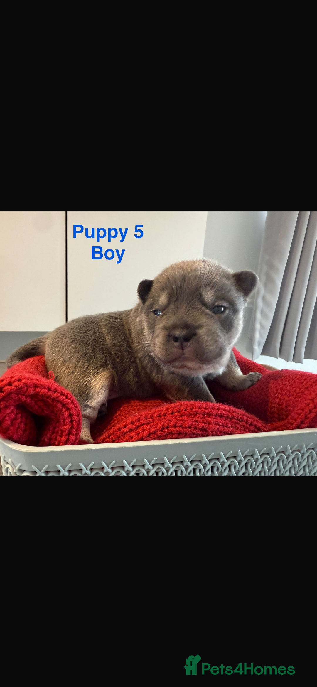 Mixed Breed dogs for sale: French chow puppies  - Advert 17