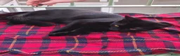 Mixed Breed cats for sale: 4 month old kitten - Advert 4